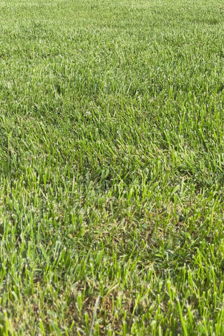 Scarpe Joma per Bambini